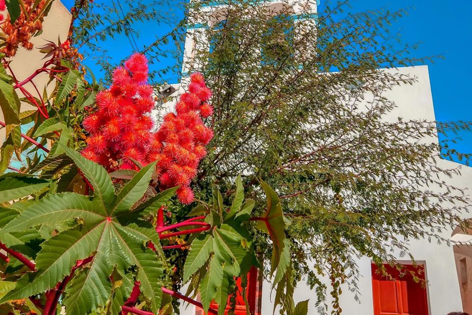 Santorini: Traditional Sightseeing Bus Tour with Oia Sunset - Wine tasting: 3 local wines, guided and time-boxed