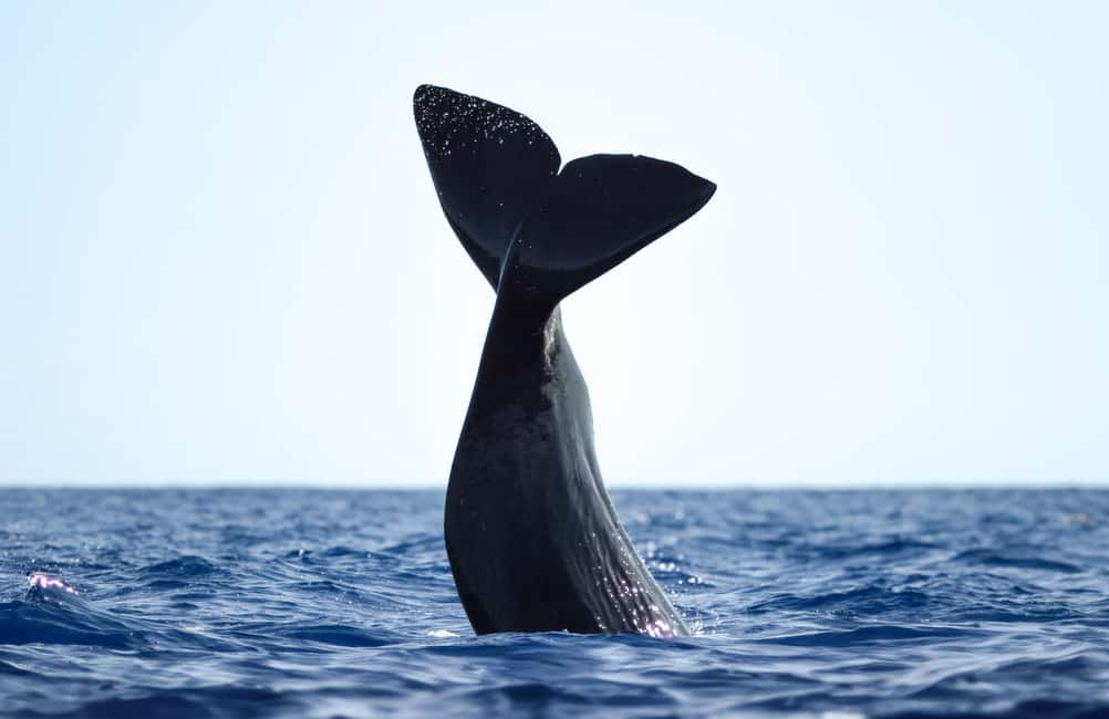 São Miguel Azores: Half-Day Whale Watching Trip - Key Things to Know Before You Go