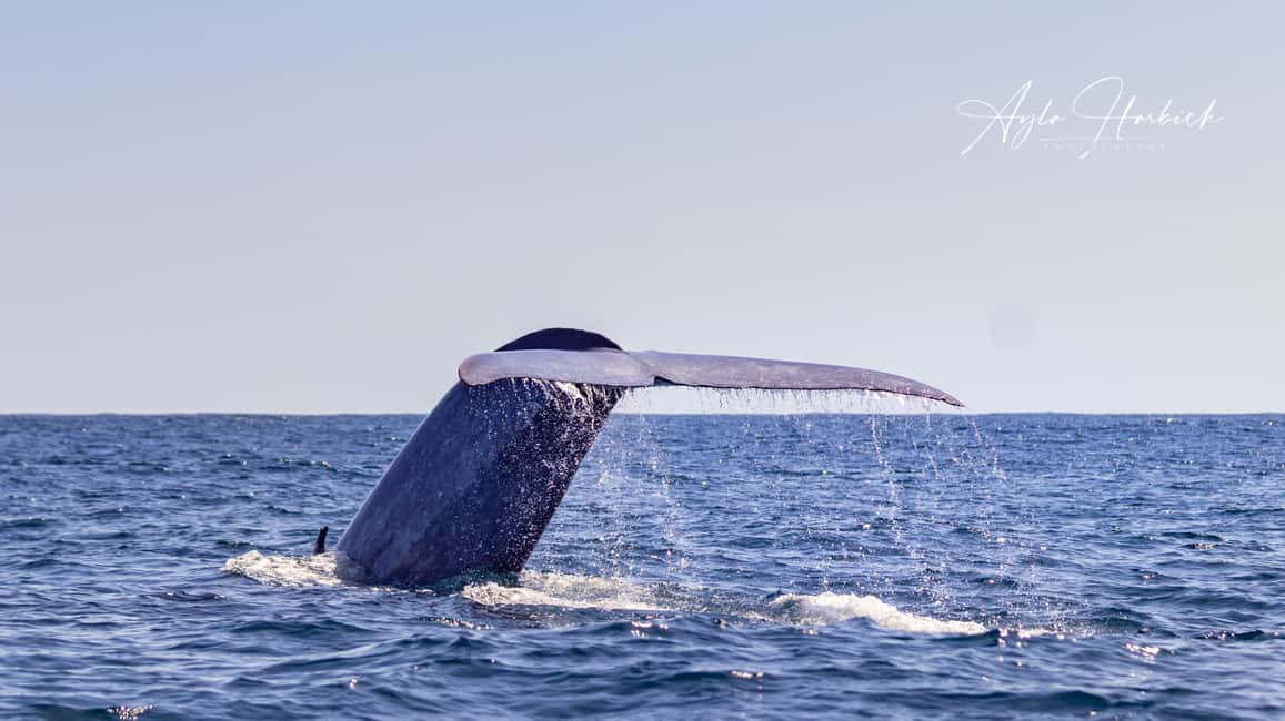 São Miguel Azores: Half-Day Whale Watching Trip - What You’ll Actually Look For: Whales and Dolphins in Their Natural Rhythm
