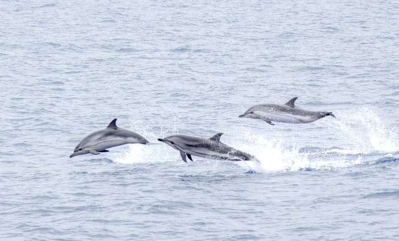 São Miguel Azores: Half-Day Whale Watching Trip - Boat Comfort Tips That Make a Real Difference