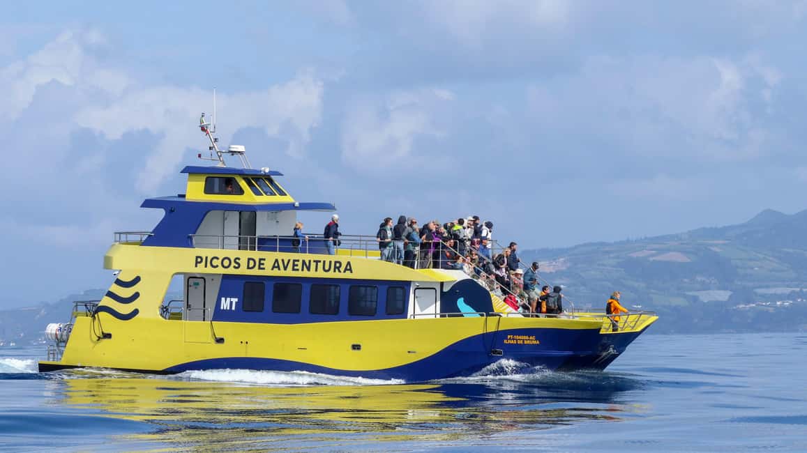 São Miguel Azores: Half-Day Whale Watching Trip - From Briefing to Launch: What Happens Before You See Anything