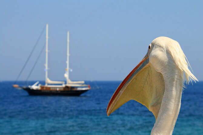 Sightseeing like a Mykonian(Small Group or Private) - Guides who talk like locals: stories, photos, and flexibility