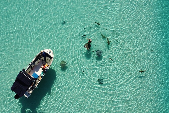 Snorkeling excursion, discovery of the lagoon, small group. - Meet Alex at Fare Tokoau: the start that sets the pace