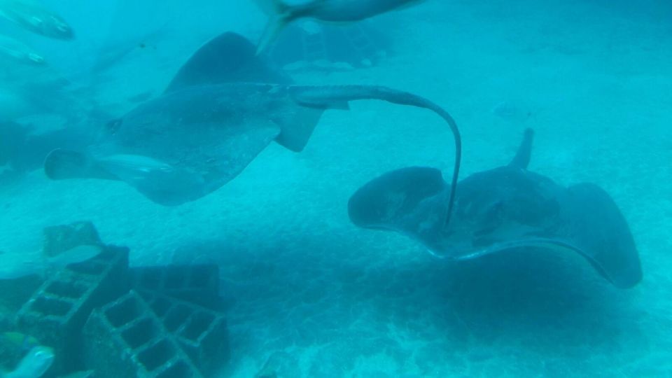Southern Tenerife: 50-Minute Submarine Dive - From Amarilla Into the Water: The 30-Meter Sea-Bed Stop
