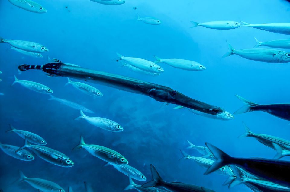 Southern Tenerife: 50-Minute Submarine Dive - Practical Tips So Your Window Time Feels Worth It