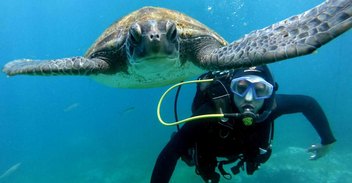 Tenerife: Beginners Scuba Dive Experience in Turtle Area - Key highlights to know before you go