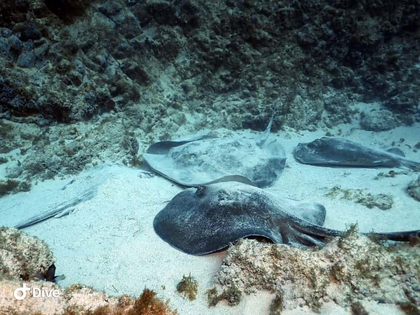 Tenerife: Beginners Scuba Dive Experience in Turtle Area - Tips that make your first underwater session easier