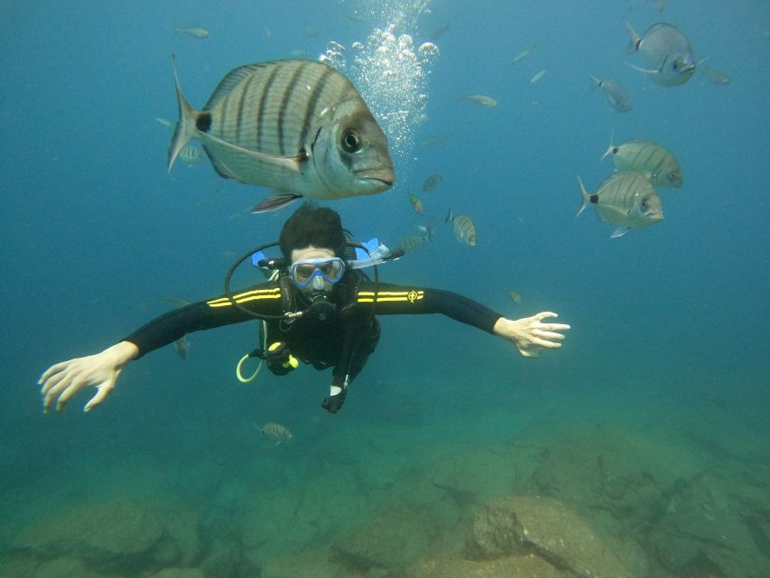 Tenerife: Beginners Scuba Dive Experience in Turtle Area - Where you start in Costa Adeje (and what “ready” looks like)