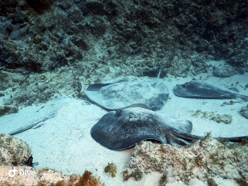 Tenerife: Beginners Scuba Dive Experience in Turtle Area - Underwater breathing with max 12 meters: what it feels like