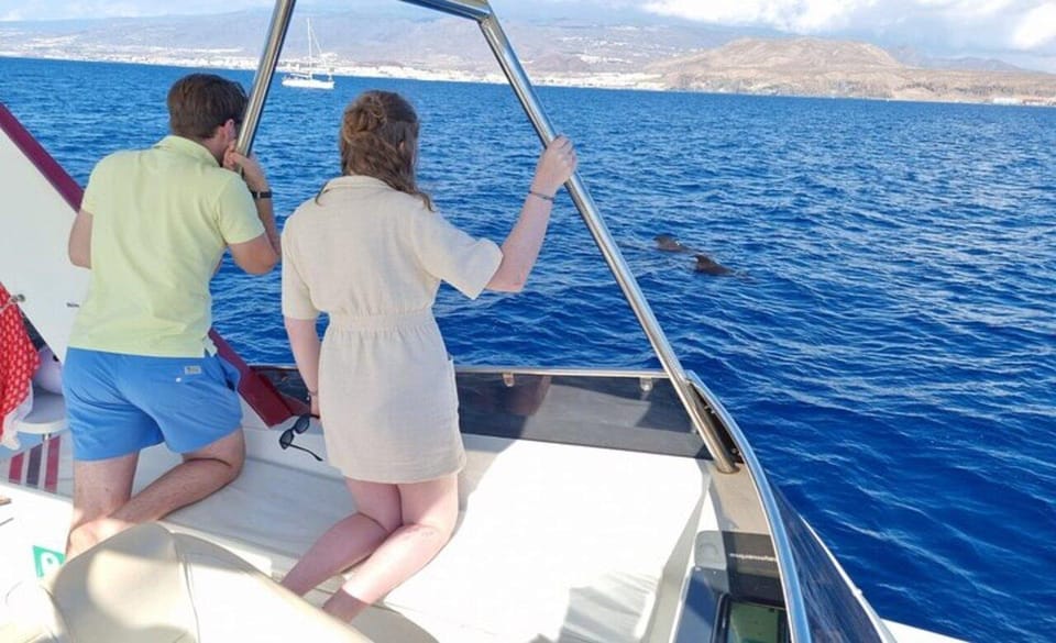 Tenerife: Eco-Yacht Whale and Dolphin Watching and Swimming - Field guide: what sightings to expect in Tenerife waters