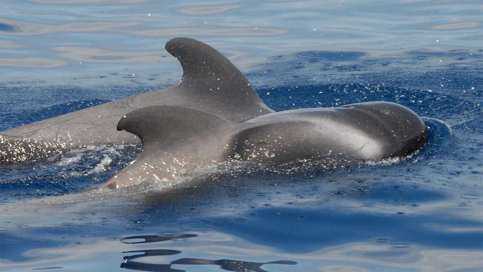 Tenerife: Eco-Yacht Whale and Dolphin Watching and Swimming - Travelin Lady: a purpose-built eco-yacht for respectful viewing