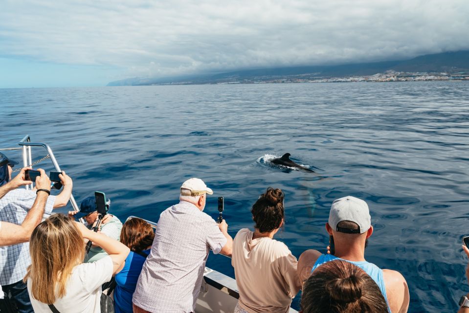 Tenerife: Eco-Yacht Whale and Dolphin Watching and Swimming - The swim and snorkel stop: the part that makes the trip feel complete