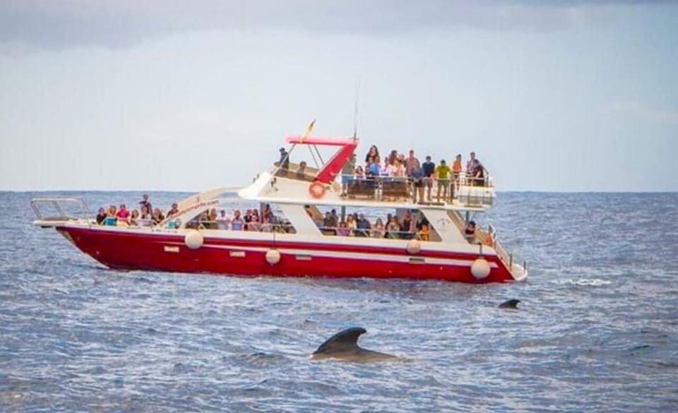Tenerife: Eco-Yacht Whale and Dolphin Watching and Swimming - Comfort and motion: why the boat design matters on Tenerife seas