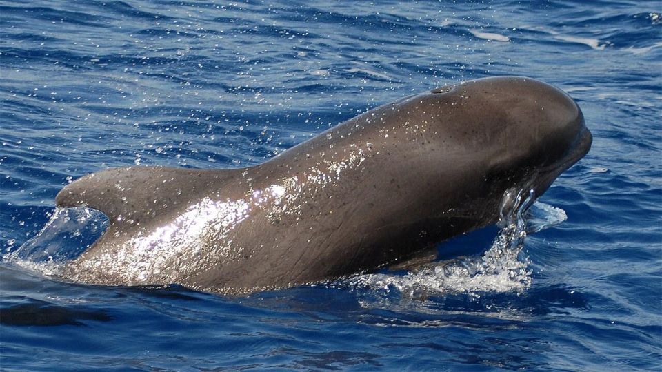 Tenerife: Eco-Yacht Whale and Dolphin Watching and Swimming - The ethical approach: seeing whales without the chase