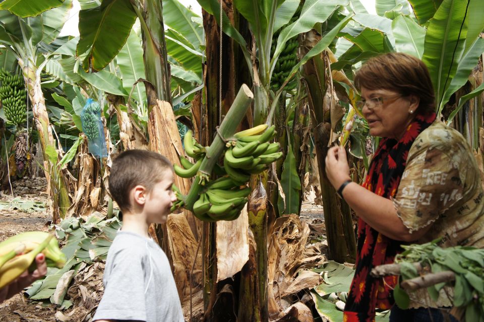 Tenerife: Finca Las Margaritas Banana Plantation Experience - The banana plantation walk: what you notice when you know what to look for