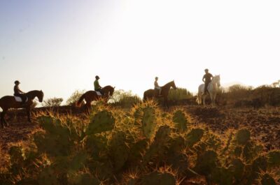 Tenerife: Horseback Ride with Instructor - Starting at Xanadu Riding Center in Arona