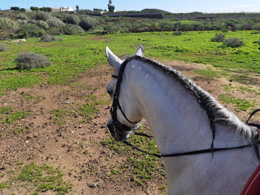 Tenerife: Horseback Ride with Instructor - Instructor Communication and How to Prepare if You Don’t Speak Spanish