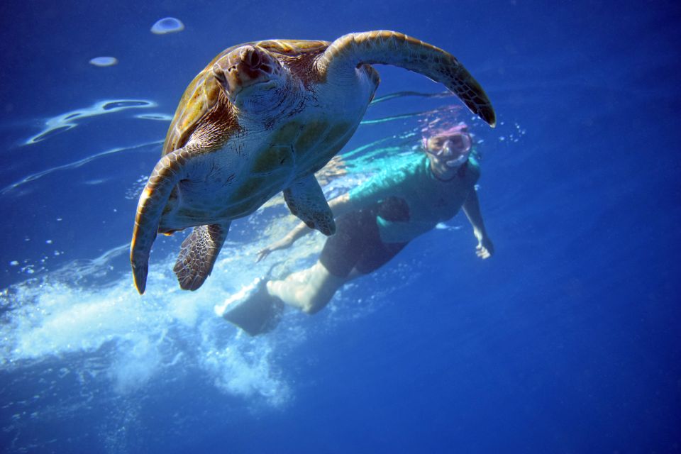 Tenerife: Kayak and Snorkel with Turtles, Wetsuits Included - Why kayak-based wildlife spotting is the real win