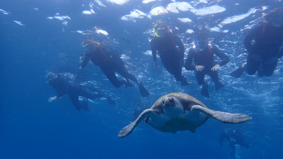 Tenerife: Kayak and Snorkel with Turtles, Wetsuits Included - The 3-hour flow: from safety talk to the snorkel break
