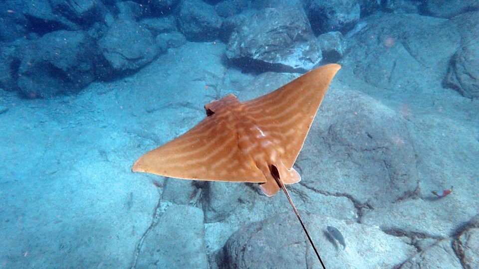 Tenerife: Kayak and Snorkel with Turtles, Wetsuits Included - Price and value: what $35 buys in real terms