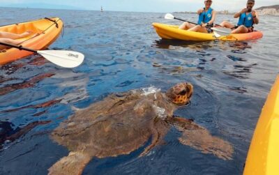 Tenerife: Kayak Safari and Sea Turtle Snorkeling with Photos - Sea Caves and That Secret Stop: Why This Trip Feels Like More Than One View