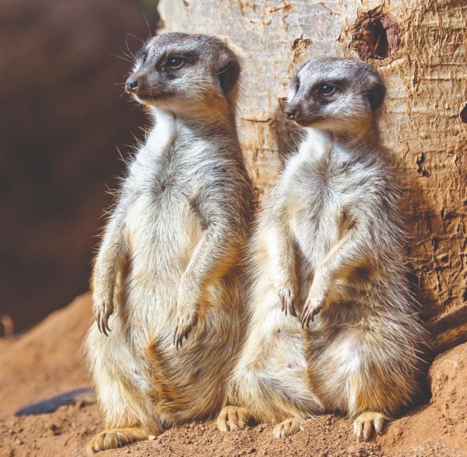 Tenerife: Loro Parque Entry Ticket - Why Loro Parque feels worth a full day