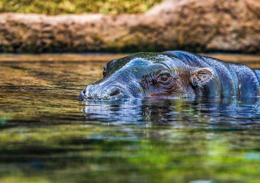 Tenerife: Loro Parque Entry Ticket - The four presentations: how to schedule orcas, sea lions, dolphins, and parrots