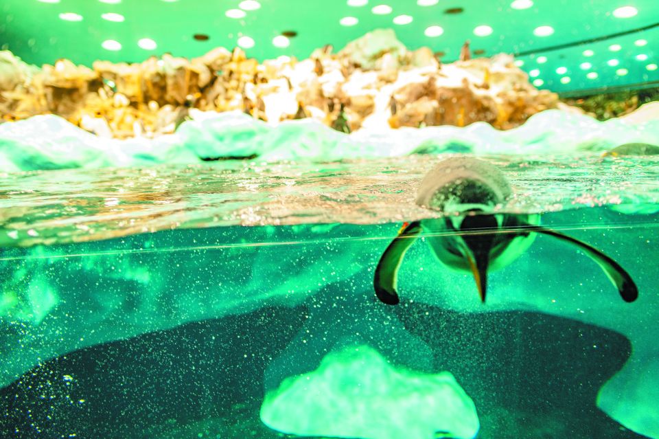 Tenerife: Loro Parque & Siam Park Entry Ticket with Transfer - Locking Your Dates for Loro Parque (and Why It Matters)