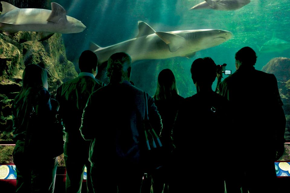 Tenerife: Loro Parque & Siam Park Entry Ticket with Transfer - Loro Parque Day With Included Bus Transfer