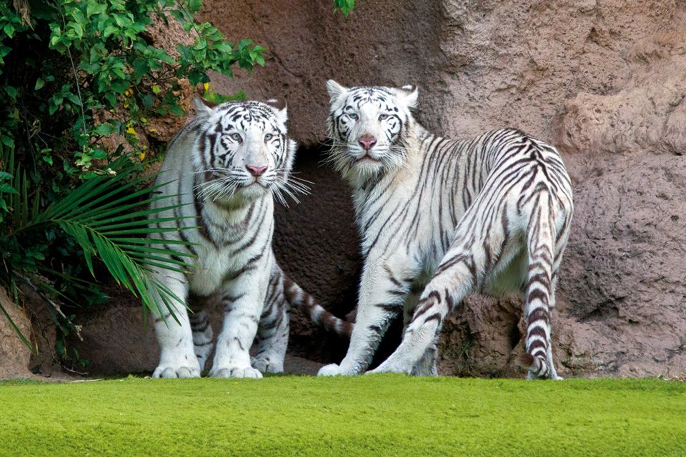 Tenerife: Loro Parque & Siam Park Entry Ticket with Transfer - Siam Park Day With Ticket Only (No Transfer Included)