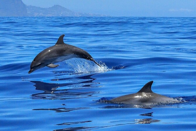 Tenerife Los Cristianos: Whale and Dolphin Eco-Yacht and Swim Stop - The Blue Boat Promise: What Eco-Yacht Means Here