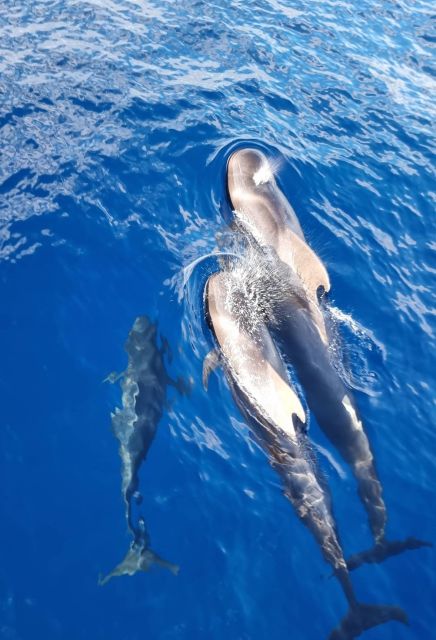 Tenerife: Marine-Life Tour with Transfer, Buffet and Drinks - Tapas Buffet and Unlimited Drinks at Sea