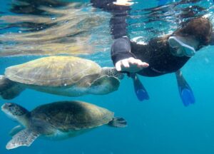 Tenerife: Snorkeling Trip in a Turtle Habitat - Where the trip starts: PADI 5 Travel Sub center and Puerto Colón