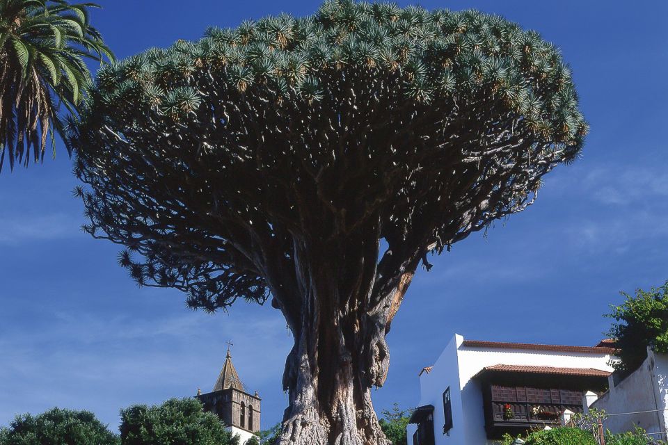 Tenerife: Teide National Park Full-Day Tour with Pickup - Why this tour feels worth it on Tenerife