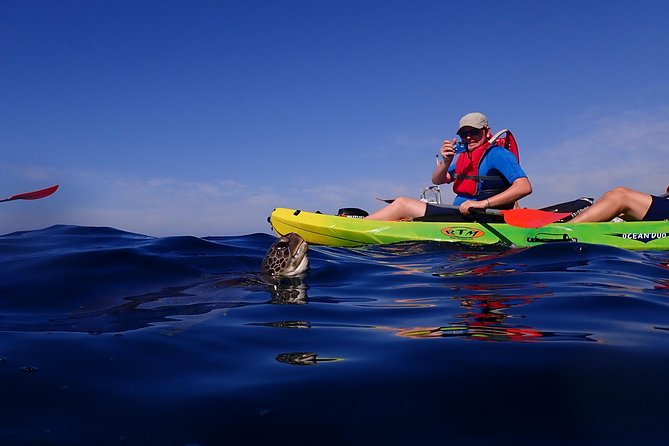 Tenerife: Turtle & Dolphin Kayak Tour with Snorkel & Wetsuit - Wildlife Expectations: Turtles, Dolphins, and the Luck Factor