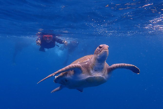 Tenerife: Turtle & Dolphin Kayak Tour with Snorkel & Wetsuit - The Dolphin-Spotting Route: What Changes Your Chances