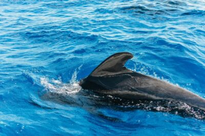 Tenerife: Whale & Dolphin Watching with Drinks and Snacks - The captain matters: small boat service, real safety focus