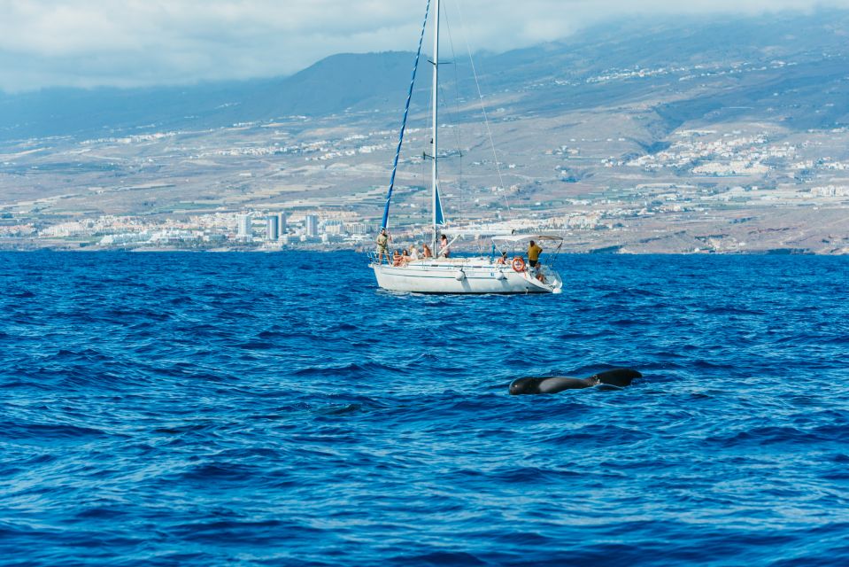 Tenerife: Whale & Dolphin Watching with Drinks and Snacks - The snorkel stop for turtles: what to know before you go in