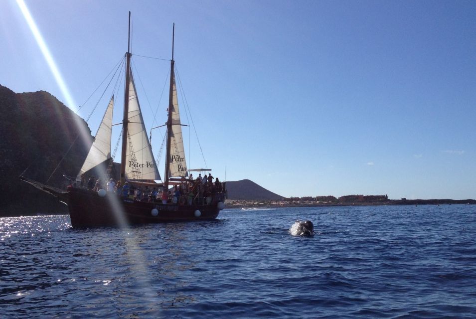Tenerife:Respectful Whale Watching, Pirate Ship, & Swim - Booking decision: should you book Neptuno Whale Experience Tenerife?