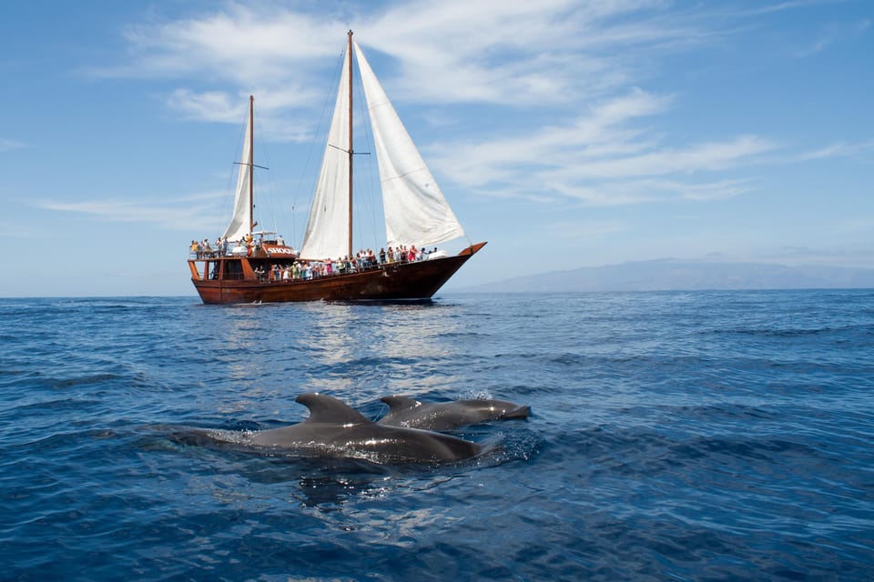 Tenerife:Respectful Whale Watching, Pirate Ship, & Swim - How you get there: harbor meet-up or bus from the south