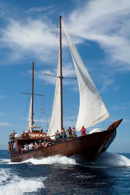 Tenerife:Respectful Whale Watching, Pirate Ship, & Swim - The swim stop: floats for kids and an easy gear checklist