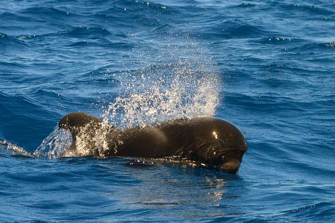 Whale Watching Eco-Adventure from Costa Adeje - Biologist-Led, Hydrophone-Backed Wildlife Watching