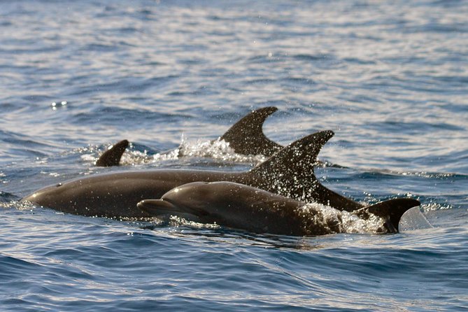 Whale Watching Eco-Adventure from Costa Adeje - What You Might See: Pilot Whales, Dolphin Types, and Bonus Wildlife