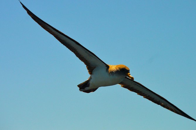 Whale Watching Eco-Adventure from Costa Adeje - Price and Value: Is $72.56 Worth It?
