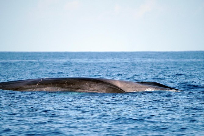 Whale Watching Eco-Adventure from Costa Adeje - Who Should Book, and Who Should Skip This One