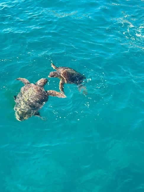 Zakynthos: Turtle Spotting Cruise with Glass-Bottom Boat - A glass-bottom boat built for turtle photos (and real sea time)