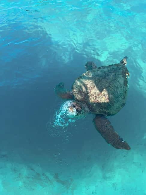 Zakynthos: Turtles, Marathonisi & Keri Caves Speedboat Tour - Key things I’d write on your planning sticky note